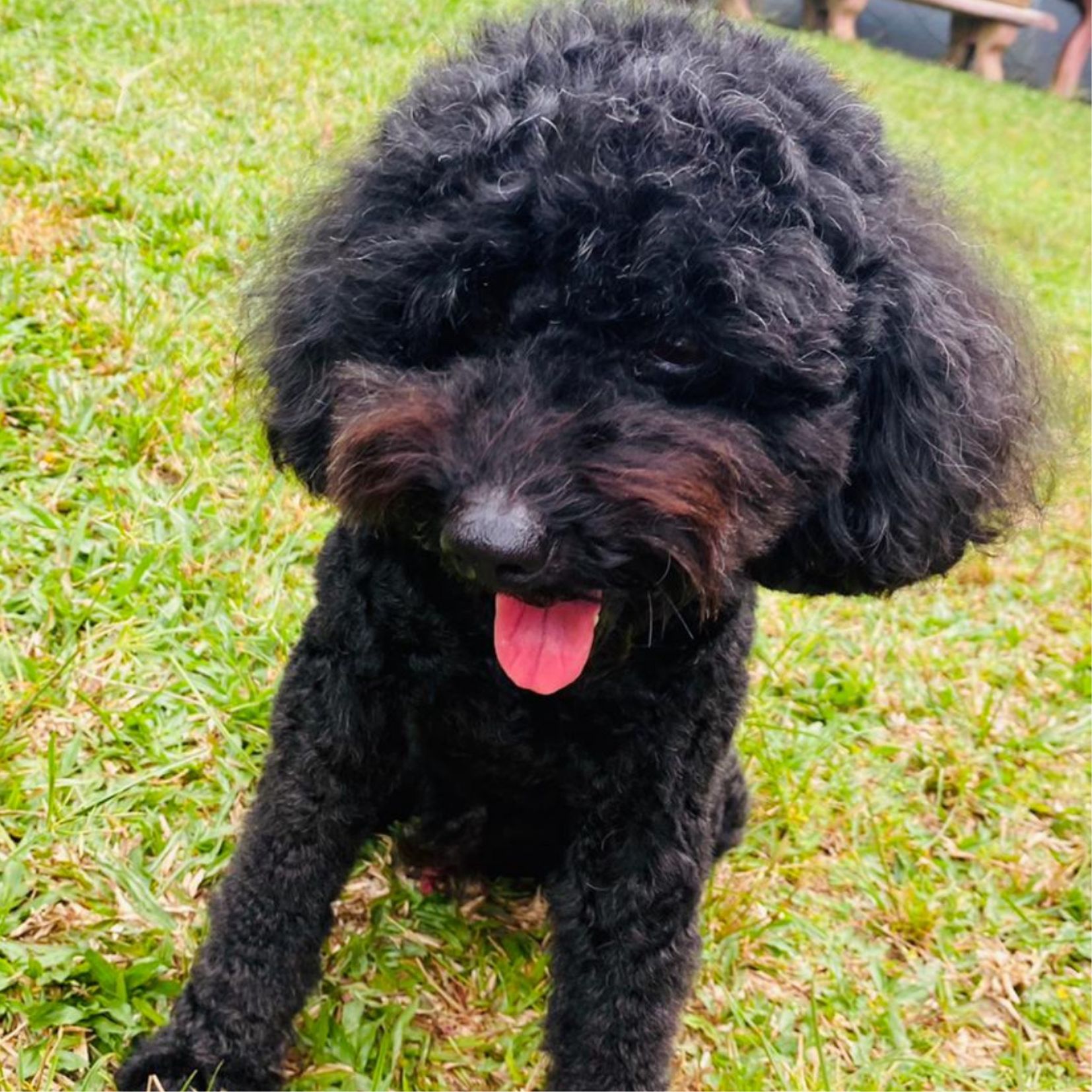 Camper walk scheduler