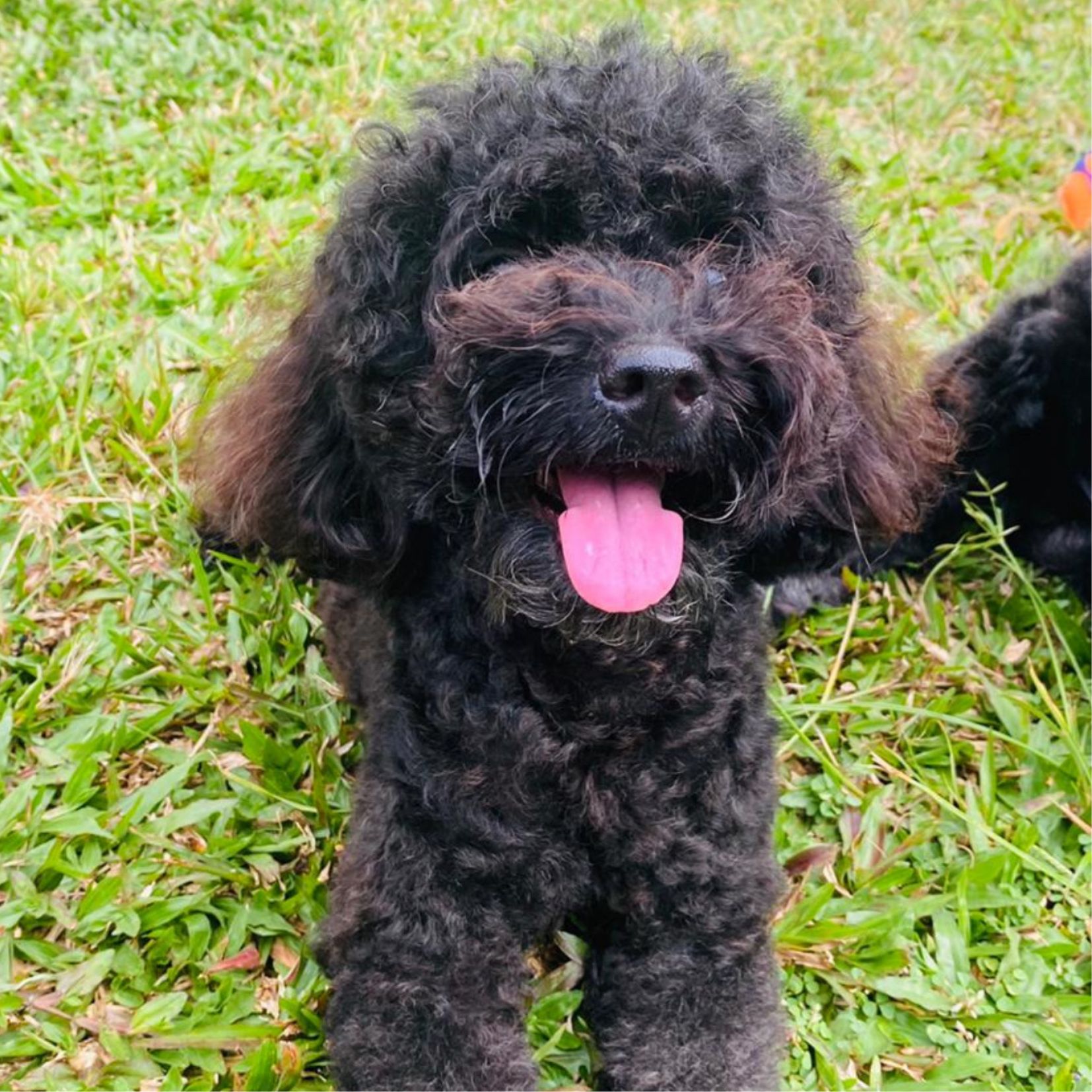 Ola head of treat request