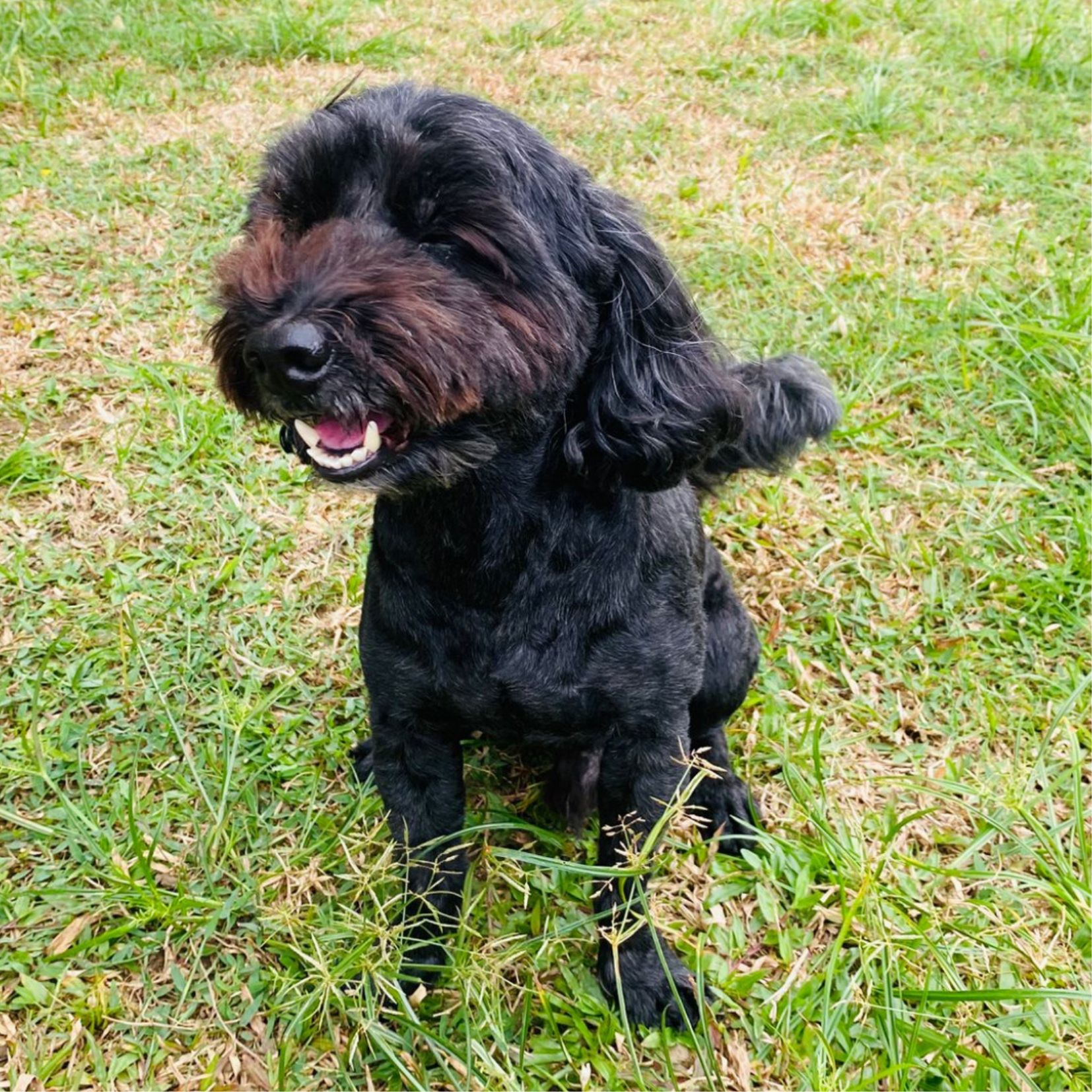 Taro the chief nose model