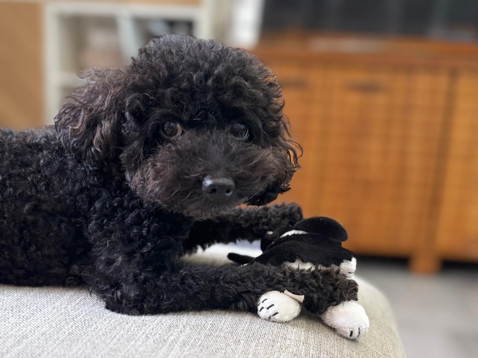 Senior dog resting on a couch with a toy