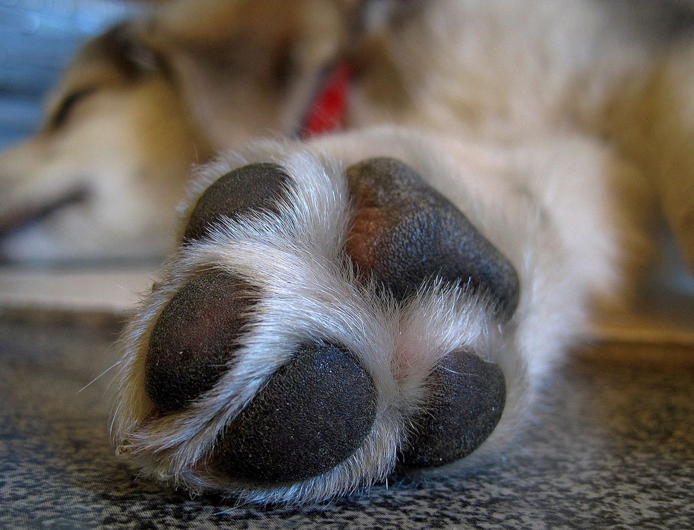 Close-up of a dog’s paw showing pads and toe beans
