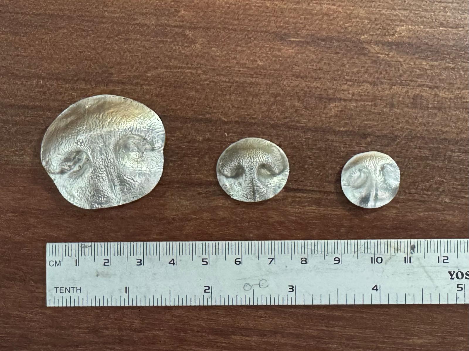 Size comparison of nose-print pieces across different dog sizes